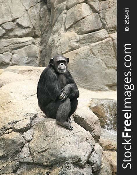 Chimpanzee Sitting Alone on a Rock Formation