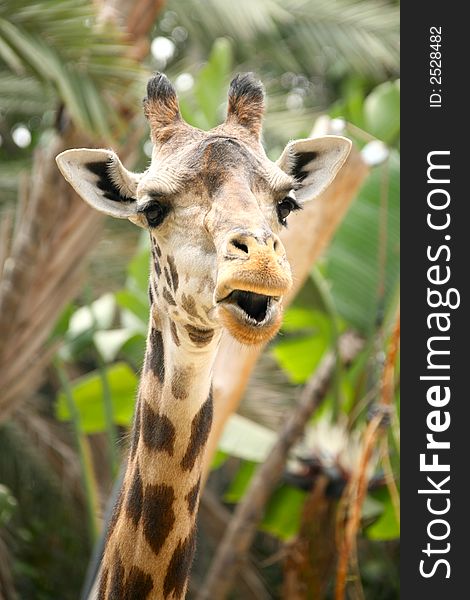 Speaking Giraffe With Green Palm Foliage Background