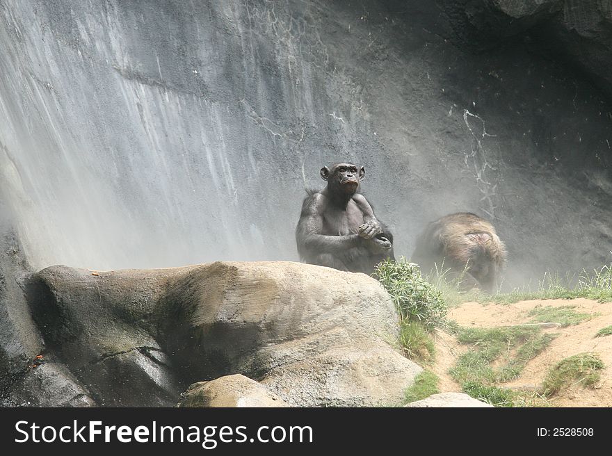 Funny Chimp With Waterfall Mist on the Rocks. Funny Chimp With Waterfall Mist on the Rocks