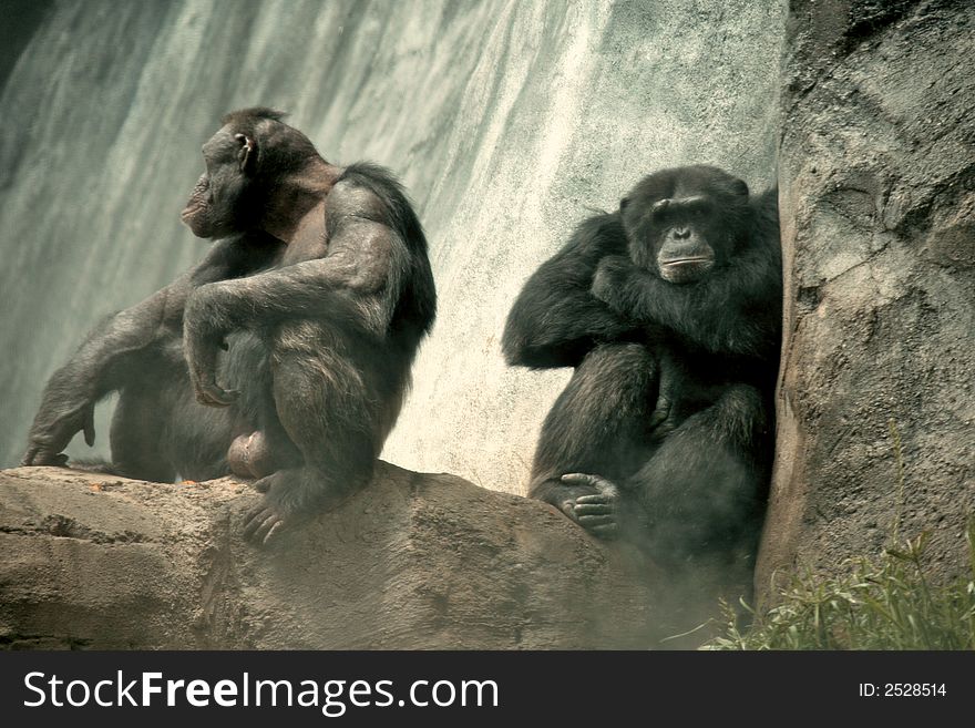 Grumpy Chimpanzees With Waterfall Mist on the Rocks. Grumpy Chimpanzees With Waterfall Mist on the Rocks