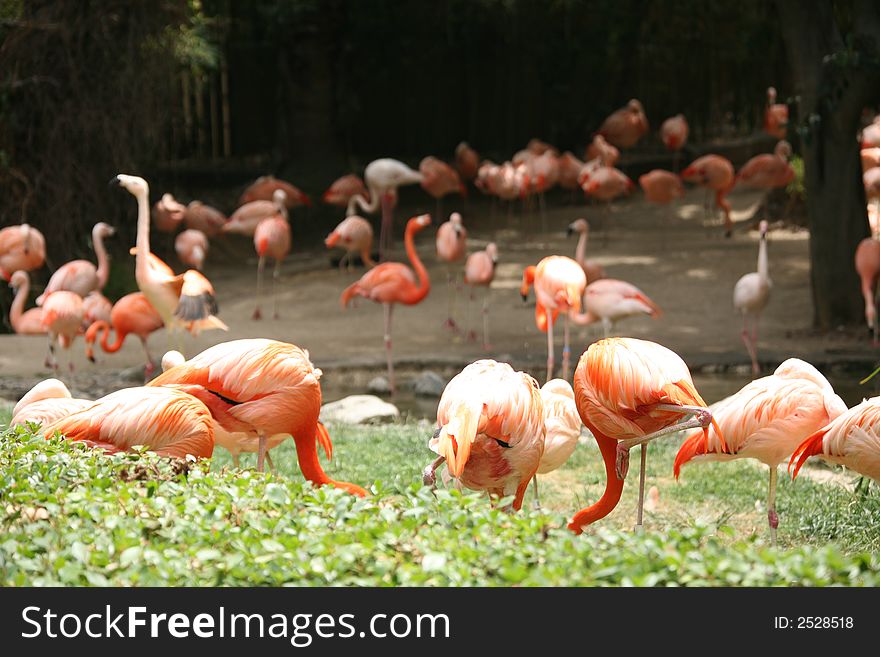 Orange Flamingos With High Depth of Field