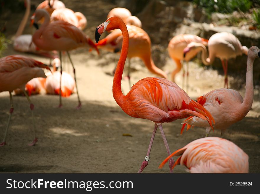 Orange Flamingos With High Depth of Field