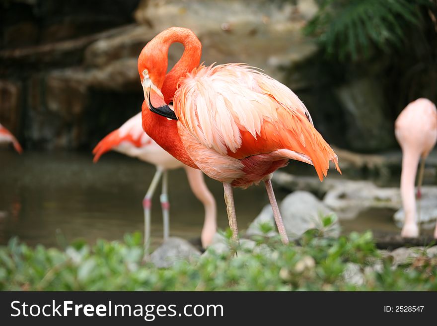 Lovely Flamingo With High Depth of Field