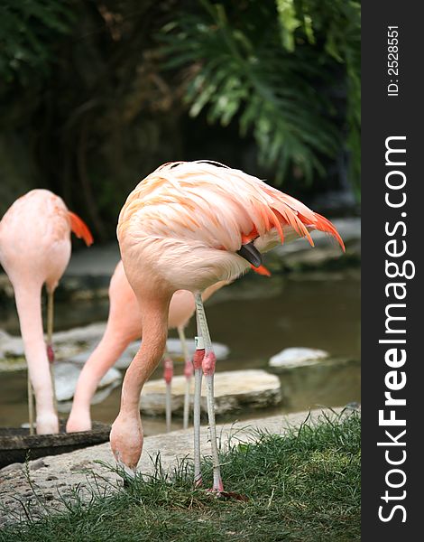 Peach Flamingo Looking for a Treat