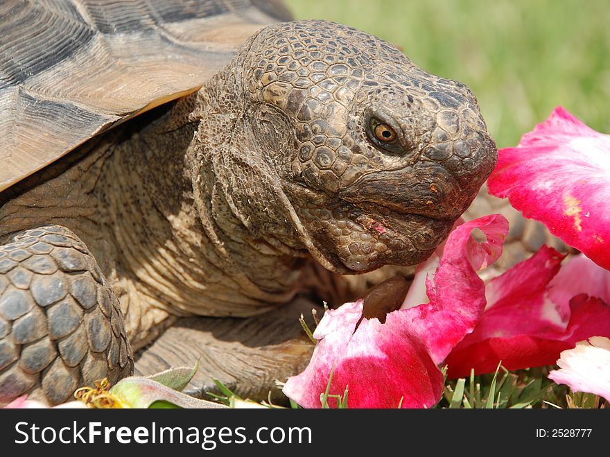 Close up of a hard, rough California Desert Tortoise looking at delicate rose petals that he is about to eat. Close up of a hard, rough California Desert Tortoise looking at delicate rose petals that he is about to eat.