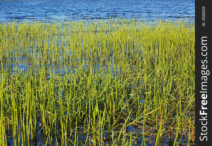 Green in lake, water horsetail (Equisetum fluviatile) and other green flora in lake