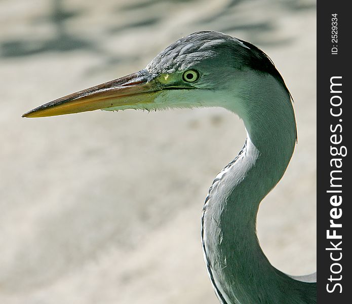Close-up portrait of grey heron. Close-up portrait of grey heron