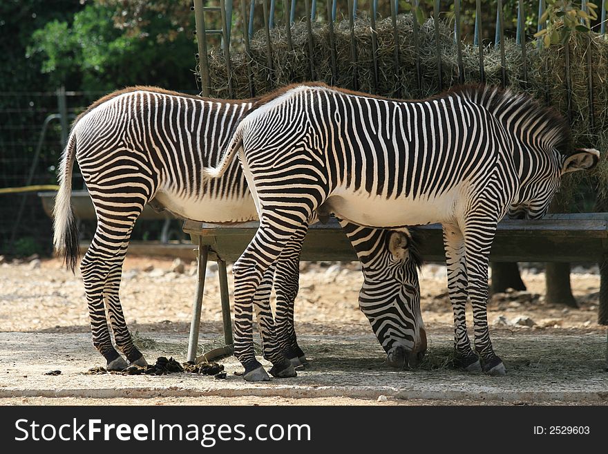 Young zebras in the zoo