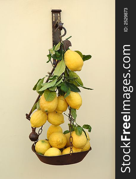 A branch of Lemons hanging from a wall