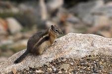 Ground Squirrel Atop A Rock Royalty Free Stock Photo Ground Squirrel Atop A Rock Royalty Free Stock Photo