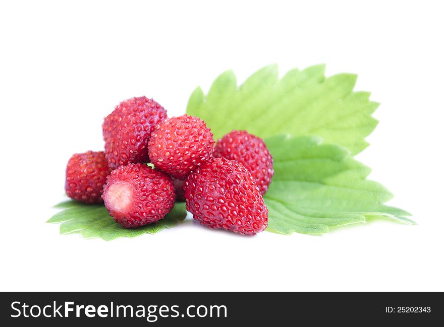 Wild strawberries with green leaves on a white background