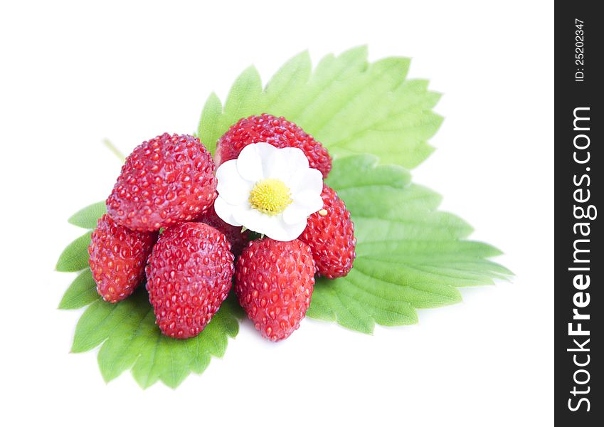 Wild strawberries with green leaves on a white background