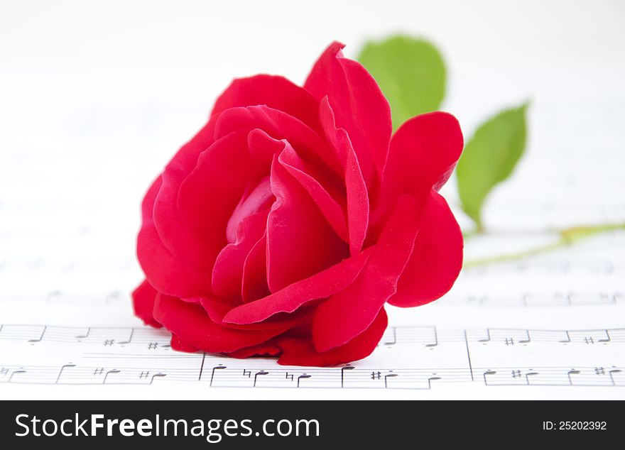 Rose And Music