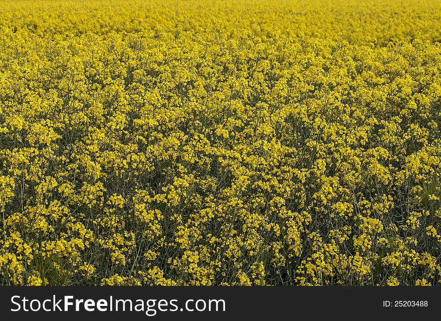 A bright yellow rapeseed field