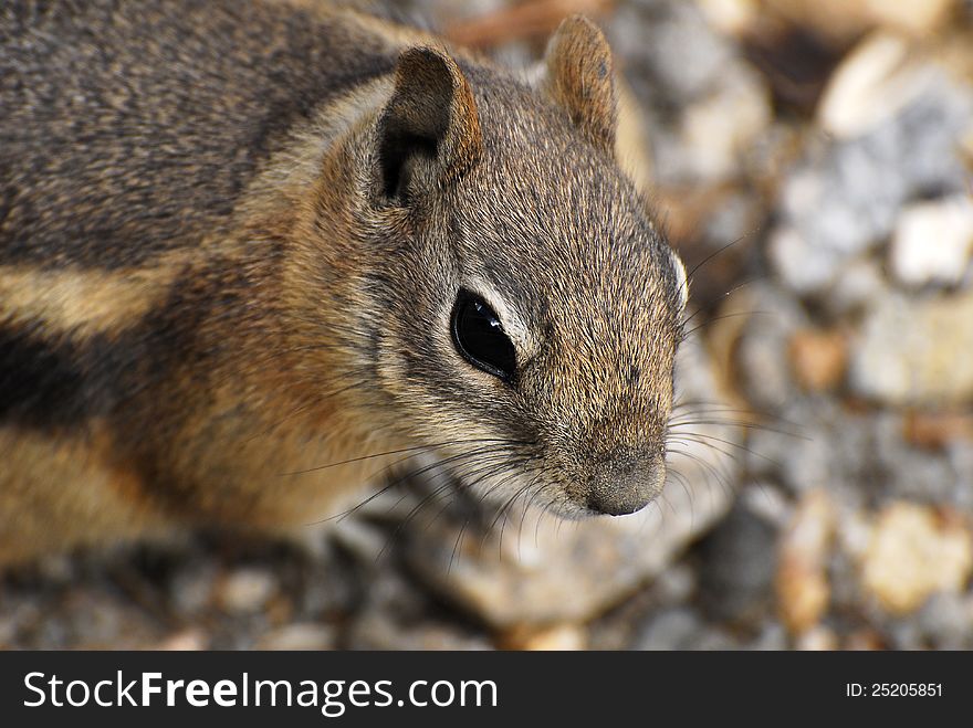 Closeup of a red ground squirrel. Closeup of a red ground squirrel