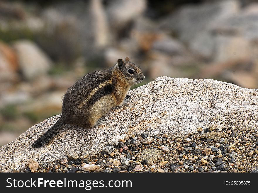 Ground Squirrel Atop A Rock