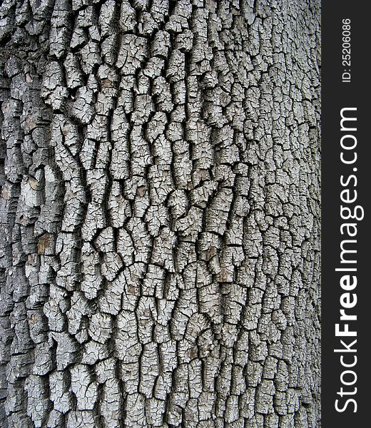 A closeup of tree bark. A closeup of tree bark