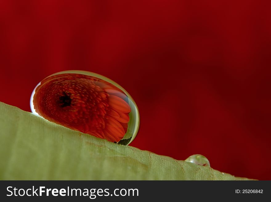Flower Reflection in a drop on the sheet. Flower Reflection in a drop on the sheet