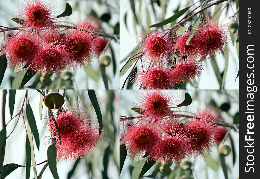 The large pink flowers of Eucalyptus Caesia or Silver Princess complement the weeping habit of this silvery little tree which is a popular addition to parks and gardens in Australia. The large pink flowers of Eucalyptus Caesia or Silver Princess complement the weeping habit of this silvery little tree which is a popular addition to parks and gardens in Australia.