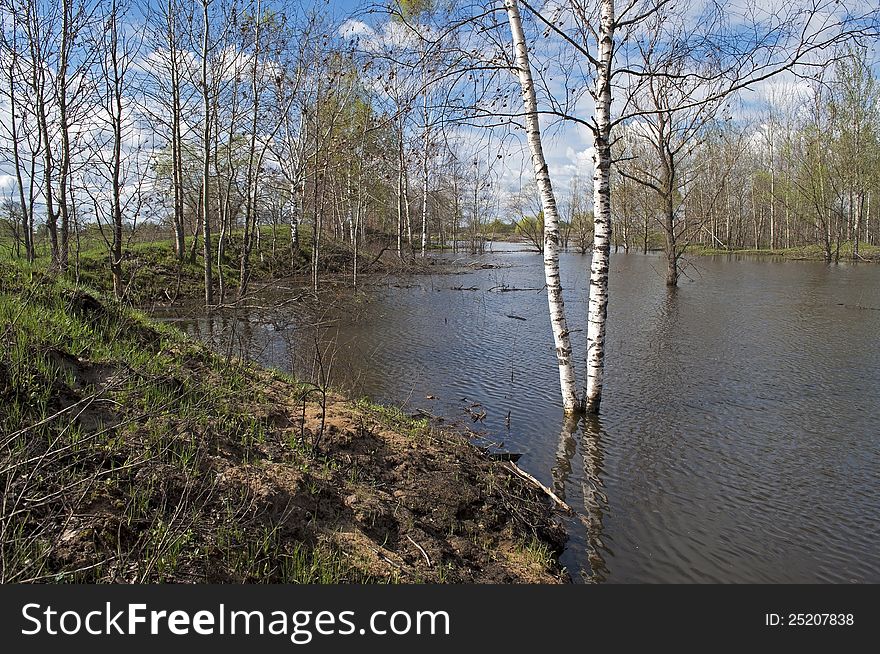 Trees submerged in flood water