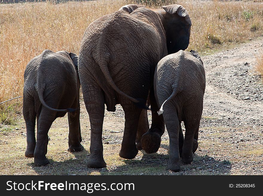 Elephant Cow and her twins. Elephant Cow and her twins