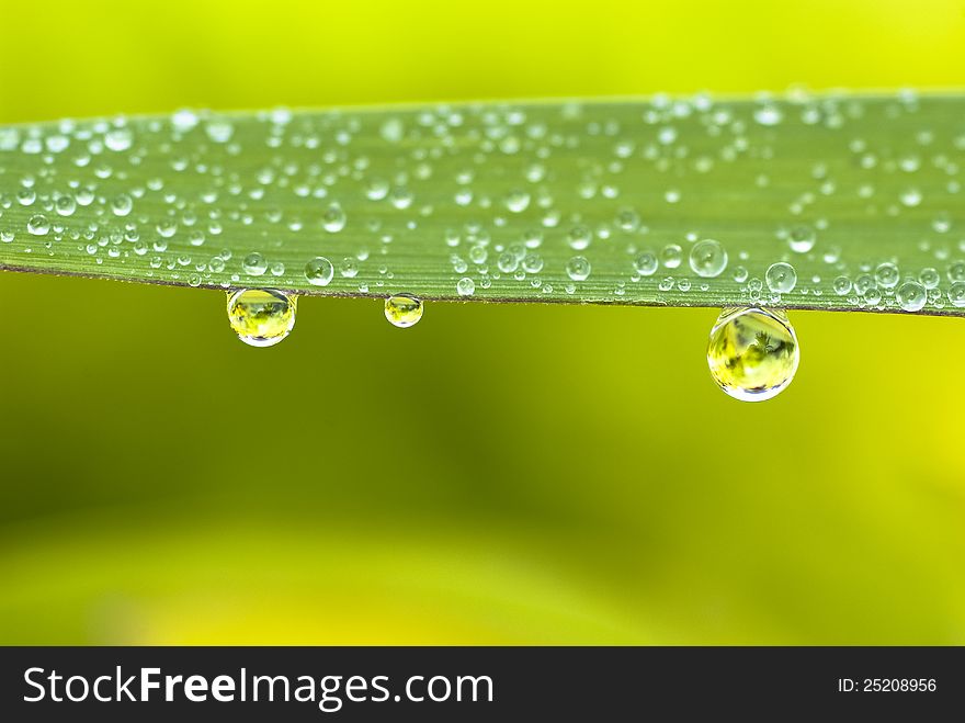 Raindrops hanging at the rim of a grassleaf