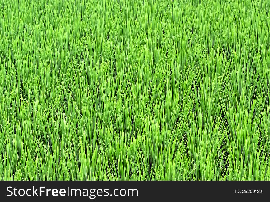 A close-up of a green paddy field