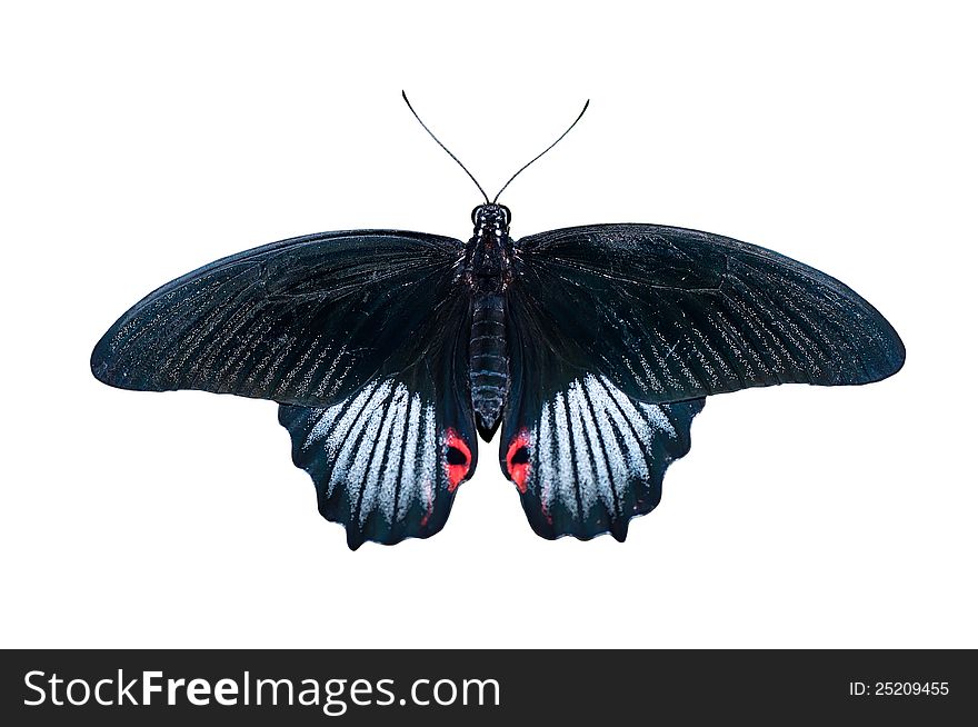 Butterfly in black and white tones and red spots isolated on a white background