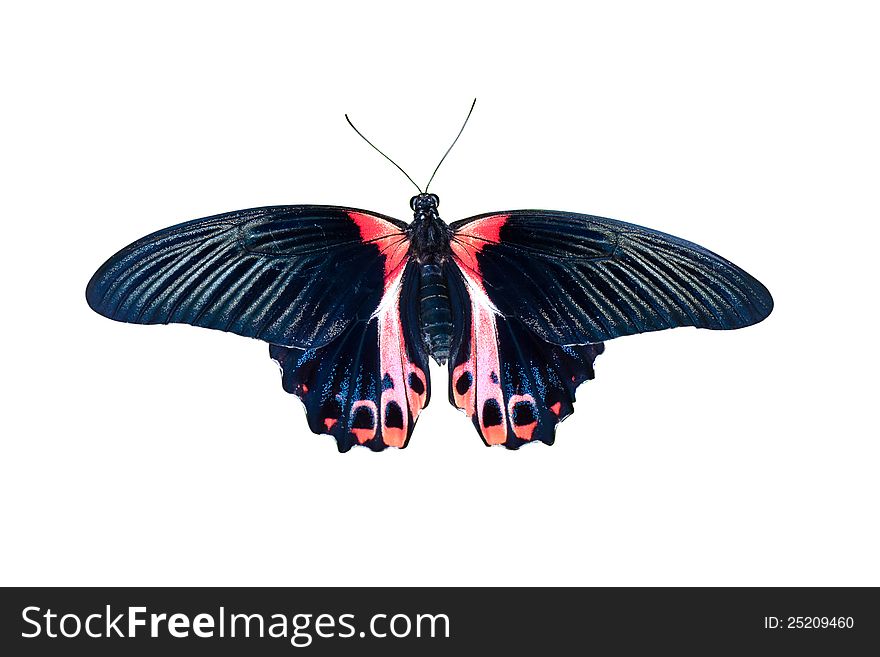 Butterfly in black and red tones isolated on a white background