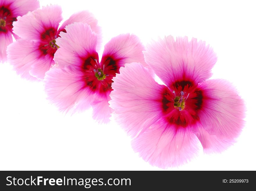 Pink dianthus flowers on white background