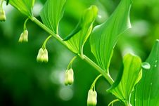 Lily Of The Valley Royalty Free Stock Photo Lily Of The Valley Royalty Free Stock Photo