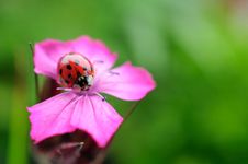 Ladybug Royalty Free Stock Photos Ladybug Royalty Free Stock Photos