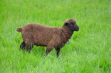 Brown Woolly Sheep Stock Photos