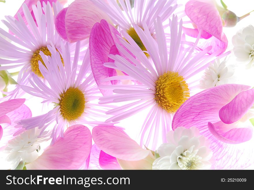 Different pink flowers on white background