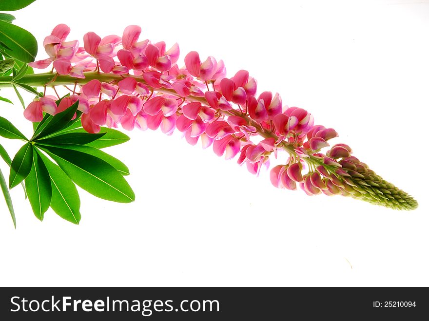 Red lupin with green leaves