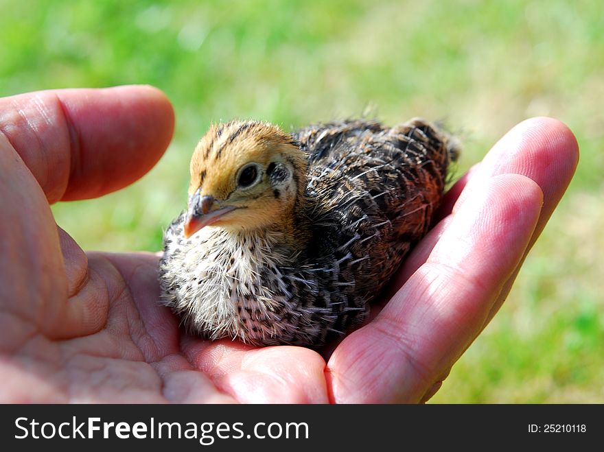 New born quail chicken with blur background