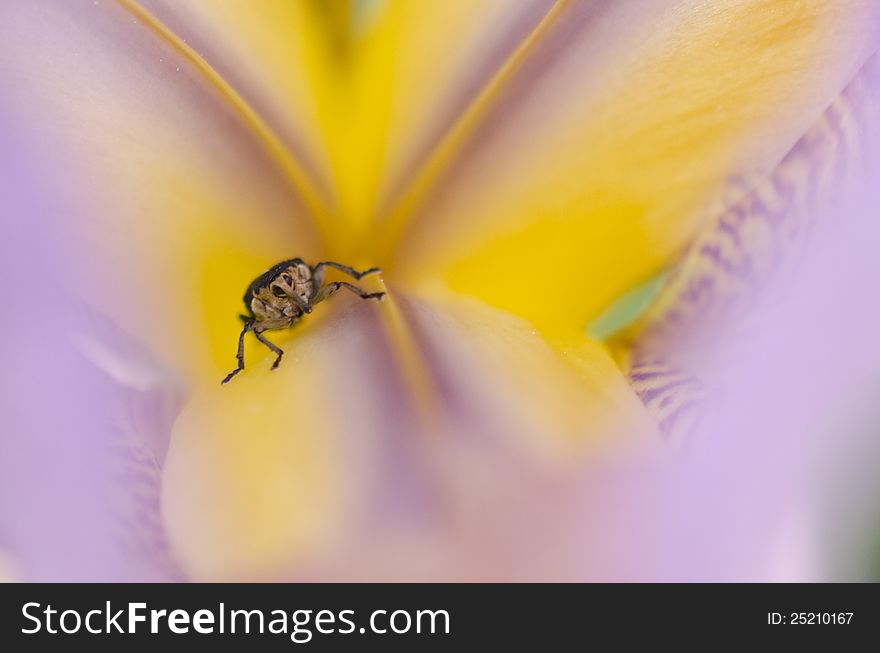 A smaal snout-beatle hiding inside a soft-toned yellow/purple bearded iris