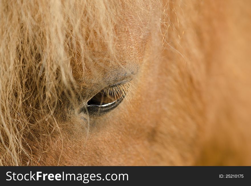 The eye of a brown horse. The eye of a brown horse