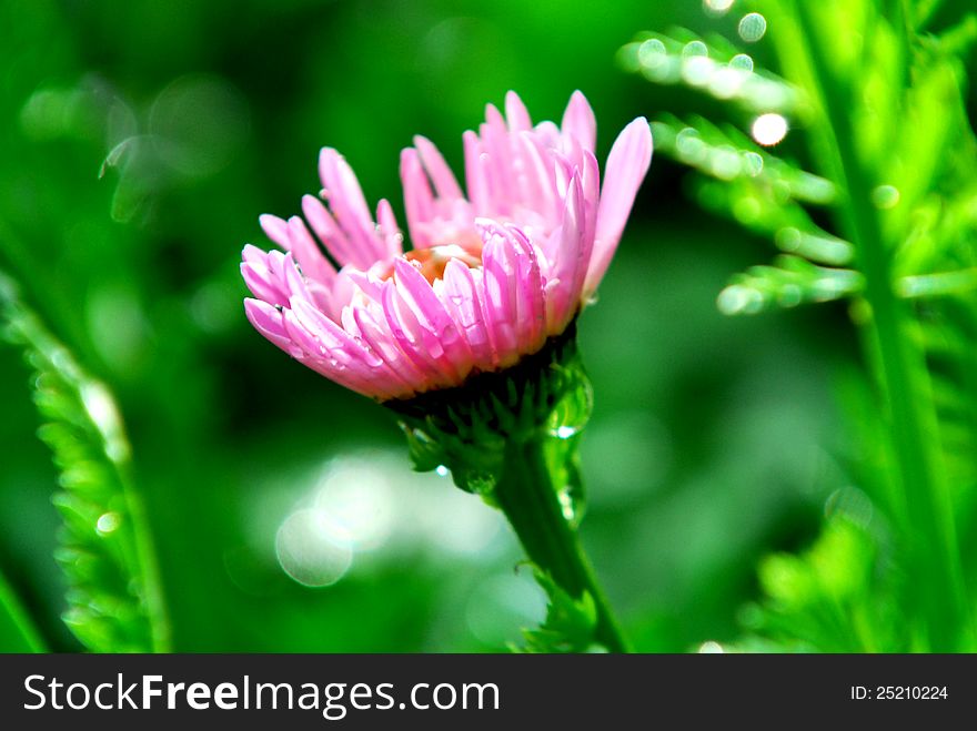 Close up image of gerber flower. Close up image of gerber flower