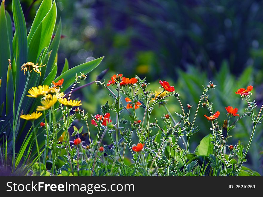 Close up image of different  flower. Close up image of different  flower