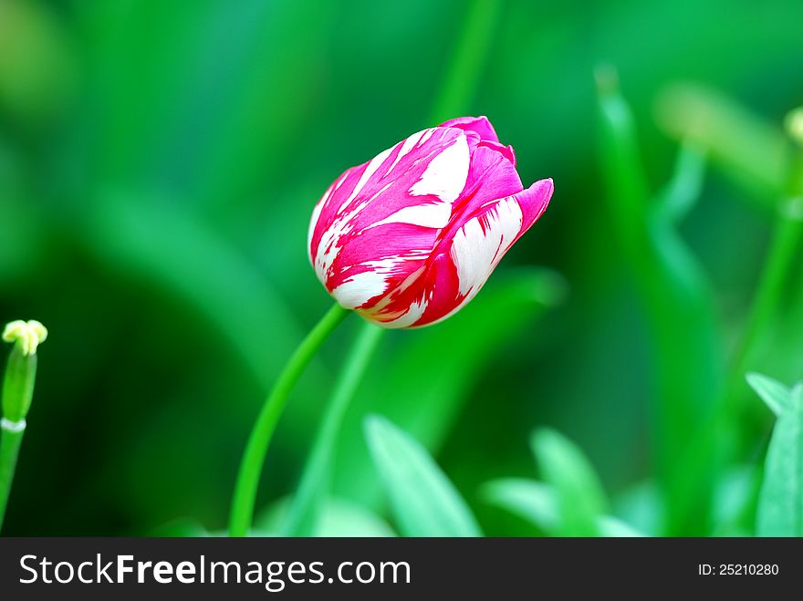 Close up image of tulip flower
