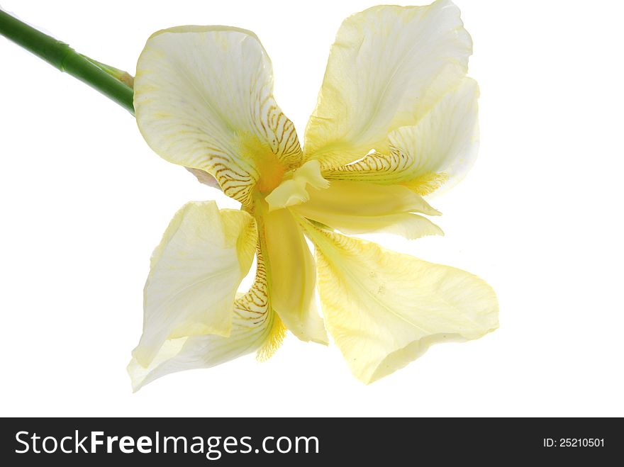 Close up image of iris flower
