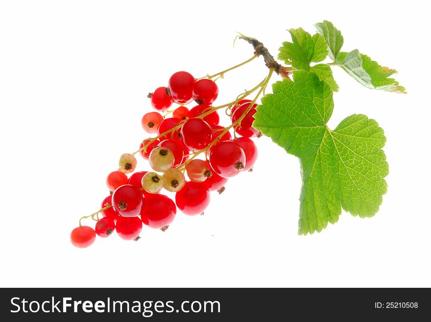 Red berries with green leaves