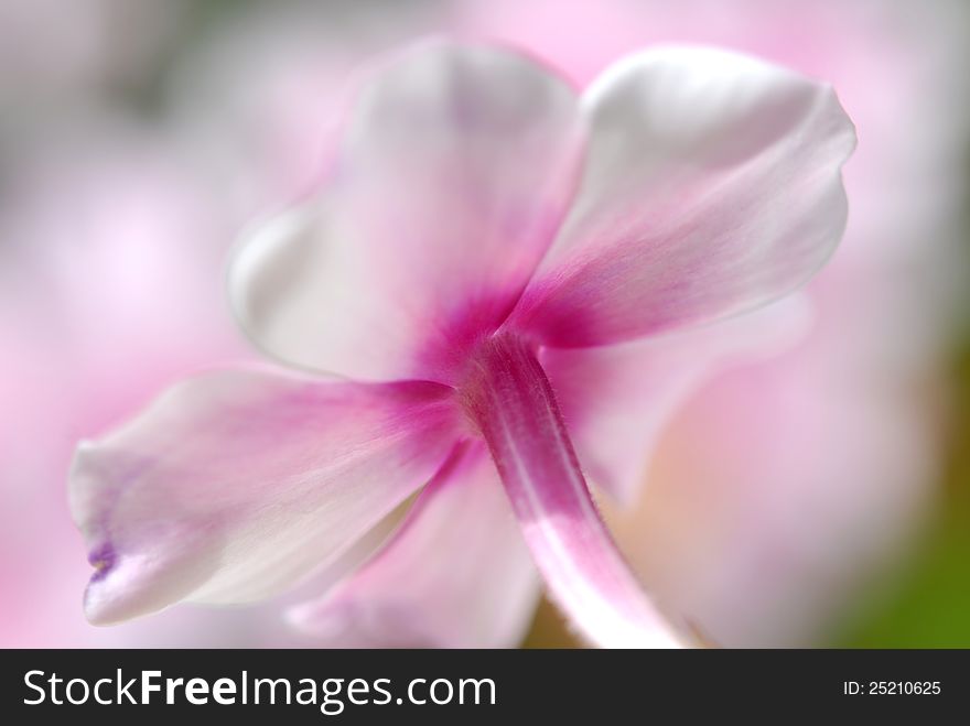 Pin and white flower with blur background. Pin and white flower with blur background
