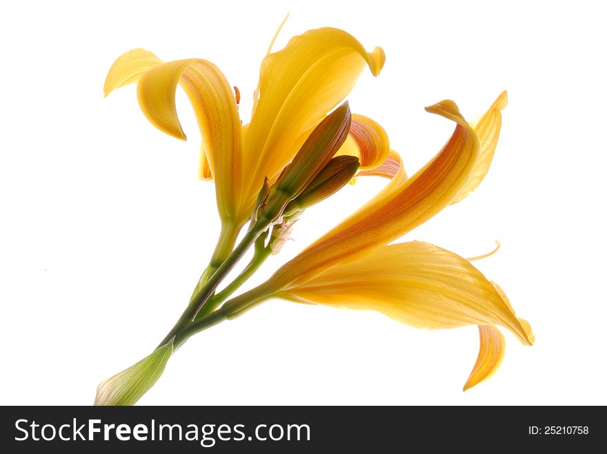 Yellow lilly flower on white. Yellow lilly flower on white