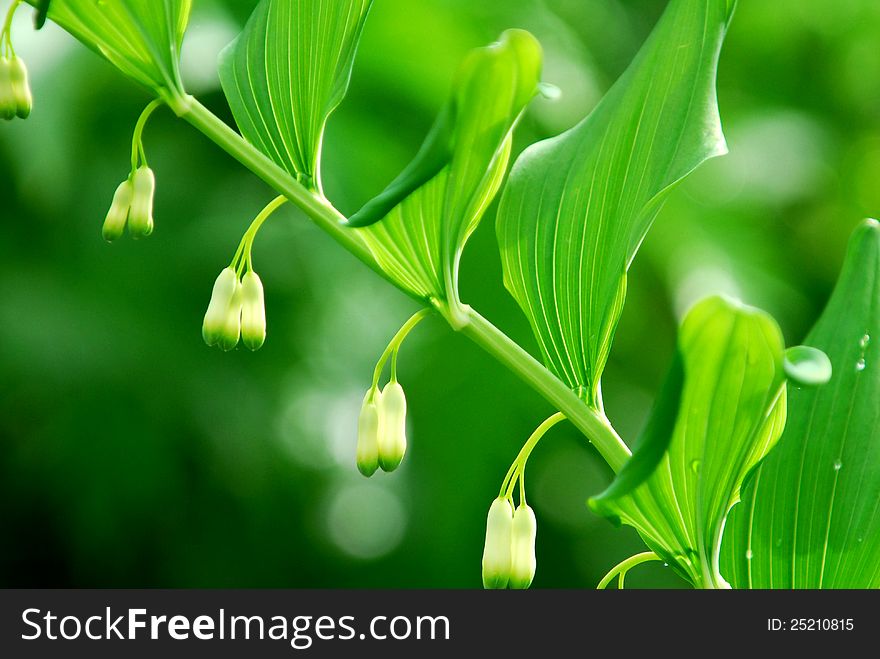 Lily of the valley flowers with natural blur background