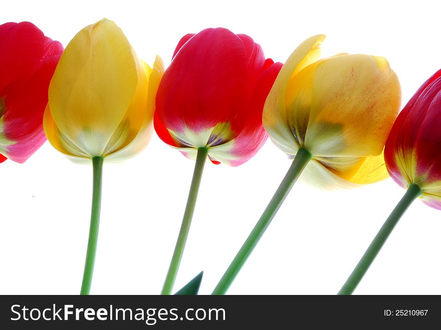 Red and yellow tulip flowers with blur background. Red and yellow tulip flowers with blur background