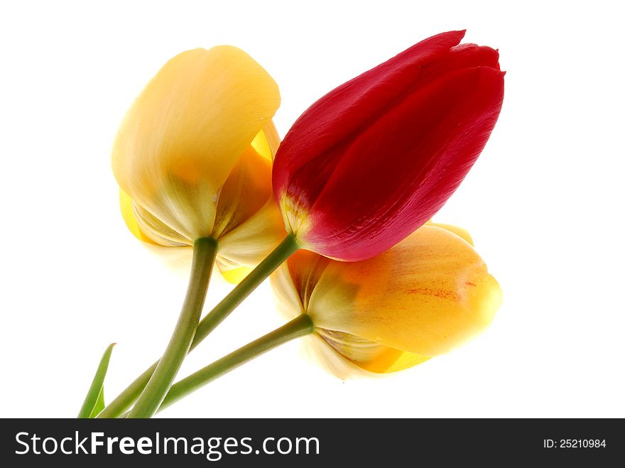 Red and yellow tulip flowers. Red and yellow tulip flowers