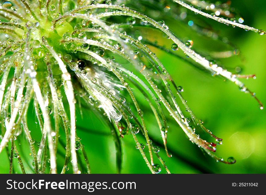 Water drops on clematis seeds