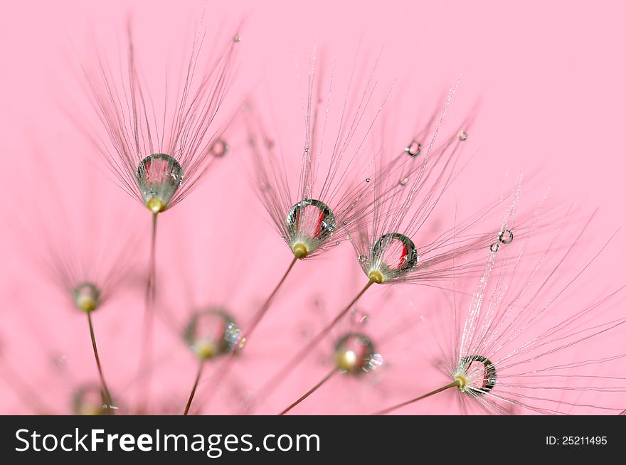 Close up image of dandelion seeds